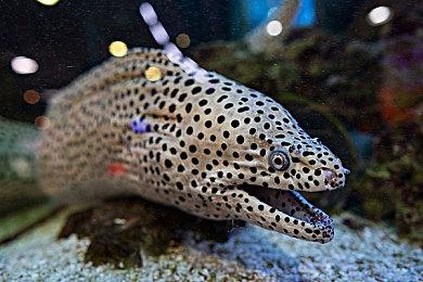 大型实时现代战争战术游戏《断箭》Steam预购开启